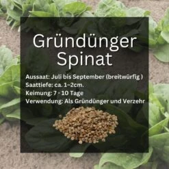 GardenTaurus® Gründünger Spinat, Doppelnutzen Durch Ernte Als Gemüse, Bodenverbesserer 8 GardenTaurus® Gründünger Spinat, Doppelnutzen Durch Ernte Als Gemüse, Bodenverbesserer -Samenshop24 Elegant Boutique spinat gruenduenger 103