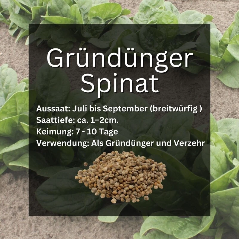 GardenTaurus® Gründünger Spinat, Doppelnutzen Durch Ernte Als Gemüse, Bodenverbesserer 5 GardenTaurus® Gründünger Spinat, Doppelnutzen Durch Ernte Als Gemüse, Bodenverbesserer – Bild 3