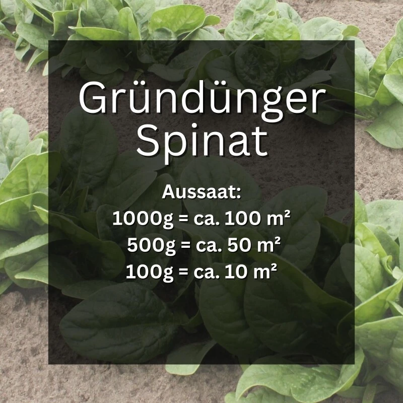 GardenTaurus® Gründünger Spinat, Doppelnutzen Durch Ernte Als Gemüse, Bodenverbesserer 3 GardenTaurus® Gründünger Spinat, Doppelnutzen Durch Ernte Als Gemüse, Bodenverbesserer