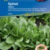 Spinat Helios F1, Universalspinat Für Die Freilandsaison, Als Gemüse, Blatt - Oder Babyleaf-Spinat -Samenshop24 Elegant Boutique spinat helios f1