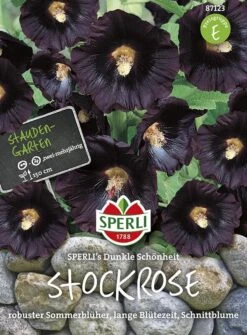 Stockrose Dunkle Schönheit | Schnell Wachsende Sorte Mit Ungefüllten Blüten | Dunkler Farbton -Samenshop24 Elegant Boutique stockrose dunkle schoenheit 1