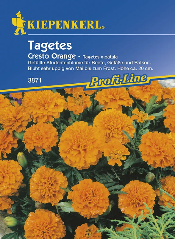 Tagetes Patula Cresto Orange 3 Tagetes Patula Cresto Orange