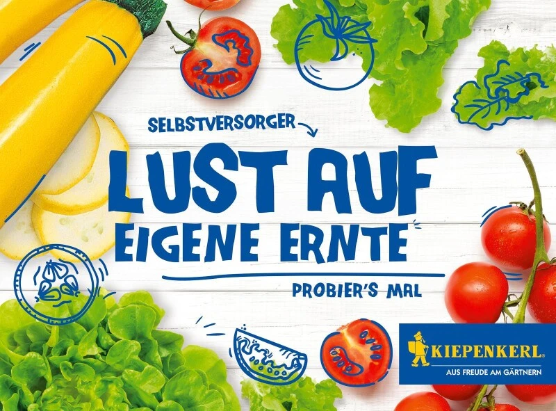 Thementüte Selbstversorger – Lust Auf Eigene Ernte, Inhalt: Salat, Zucchini Und Cocktail-Tomaten 3 Thementüte Selbstversorger – Lust Auf Eigene Ernte, Inhalt: Salat, Zucchini Und Cocktail-Tomaten