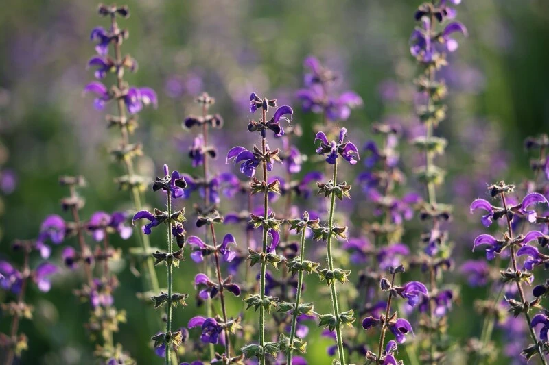 Wiesensalbei, Salvia Pratensis, Inhalt: 10g (für 10 M²) 4 Wiesensalbei, Salvia Pratensis, Inhalt: 10g (für 10 M²) – Bild 2