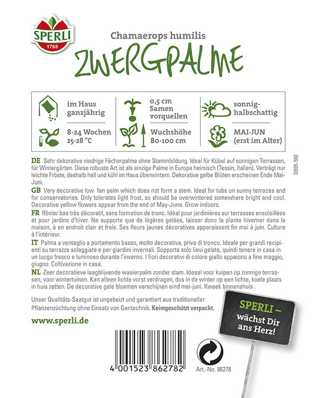 Zwergpalme SPERLING`s Tropenzauber 4 Zwergpalme SPERLING`s Tropenzauber – Bild 2